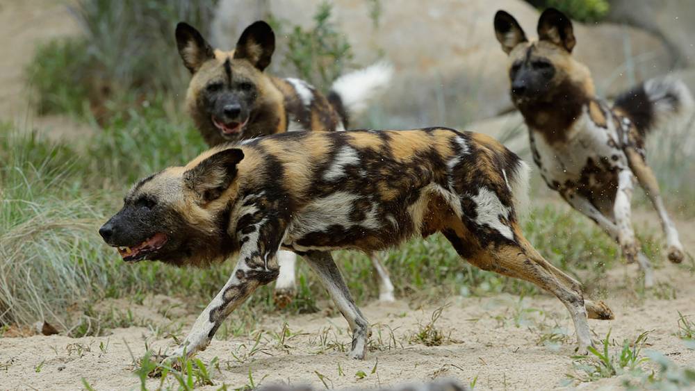 African painted dog