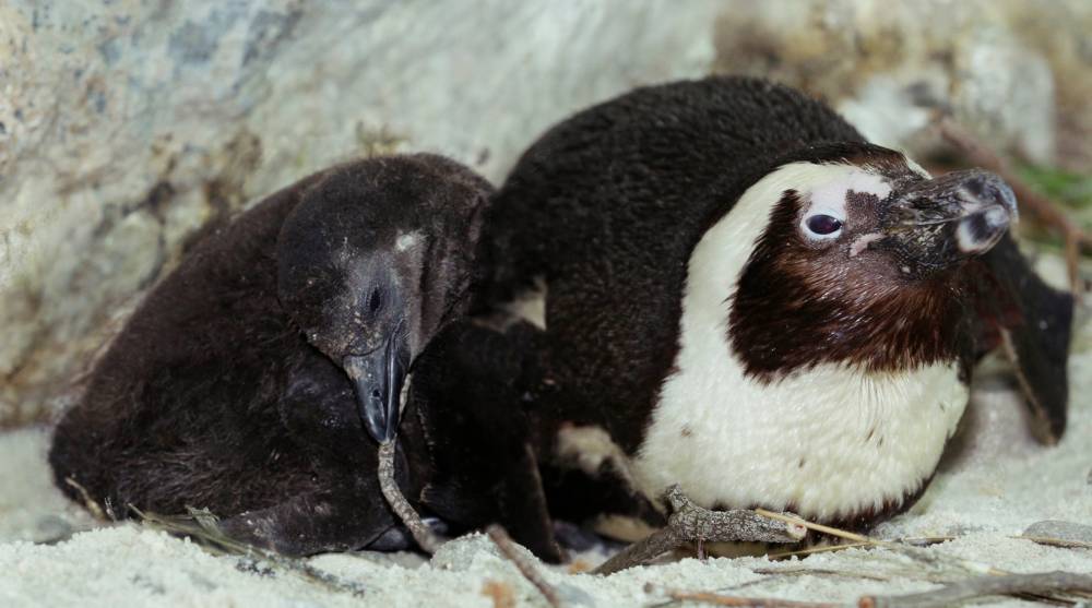 Without a roof over their heads