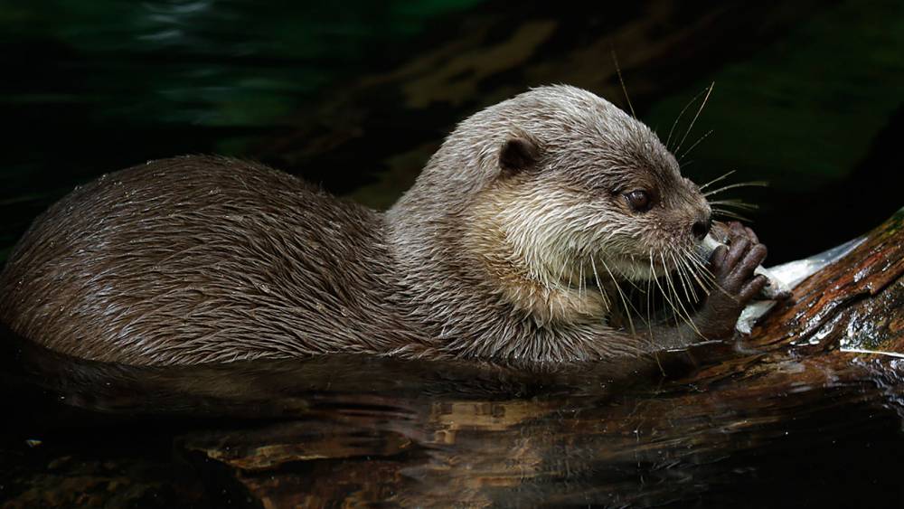 Asian small-clawed otter