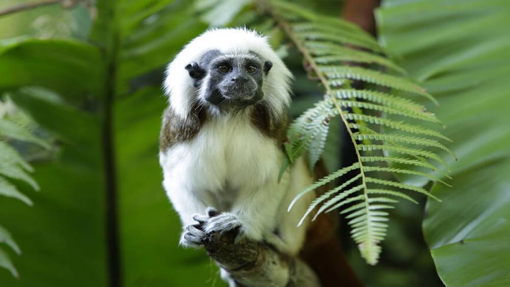 Cotton-top tamarin