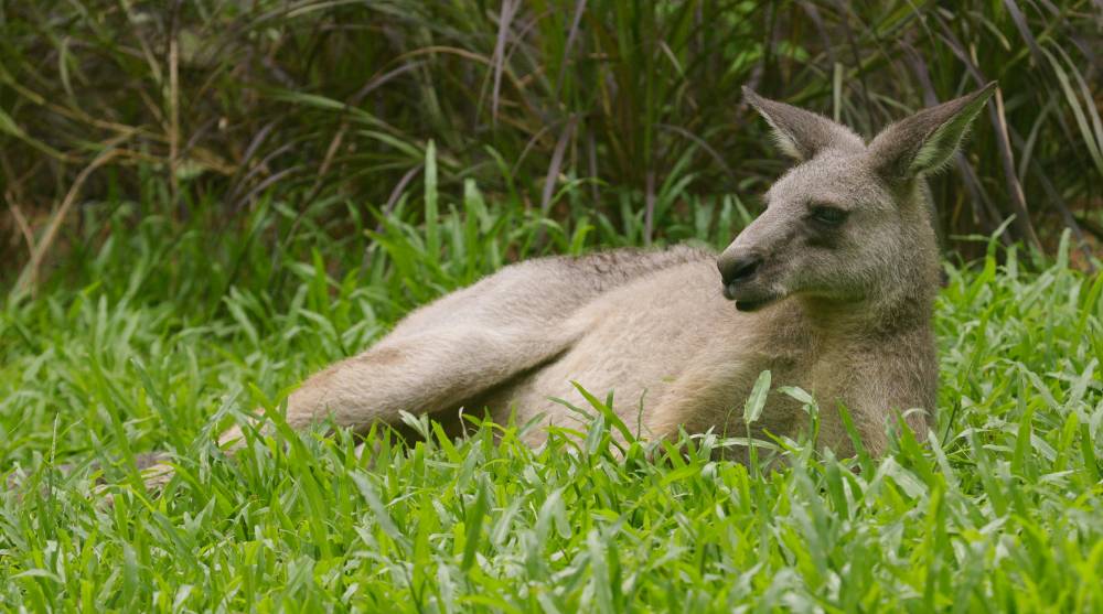 Eastern grey kangaroo