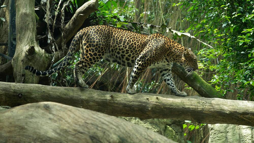 与周围环境融为一体