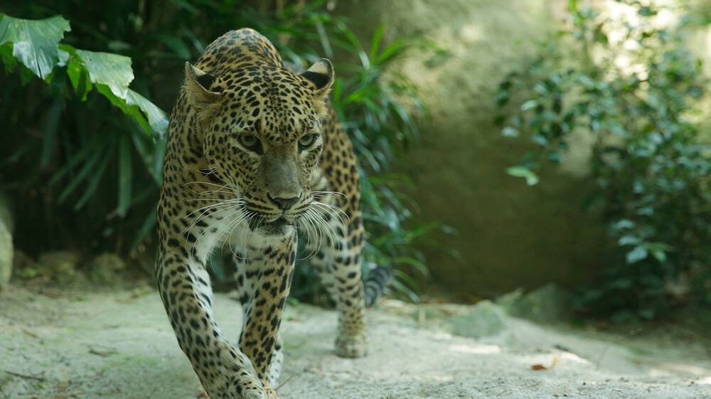 Human-leopard conflict