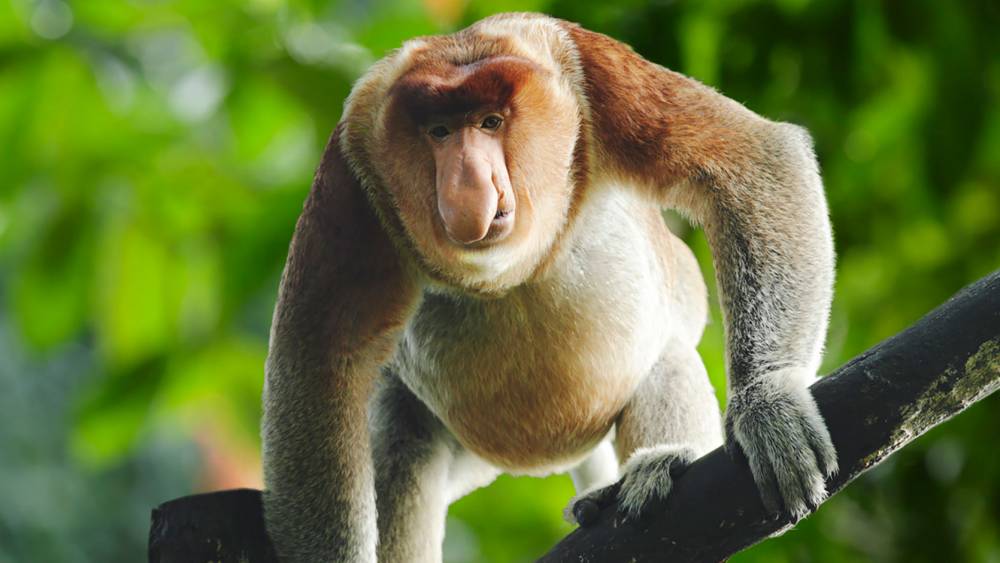 登上海报的雄猴