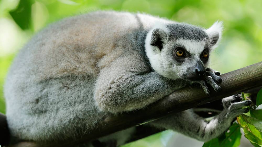 Ring-tailed Lemur