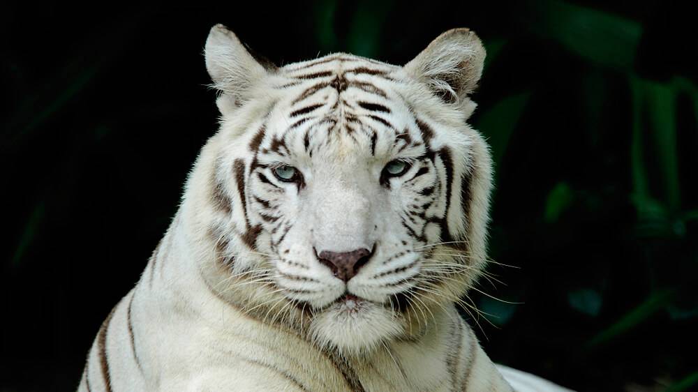 White tiger