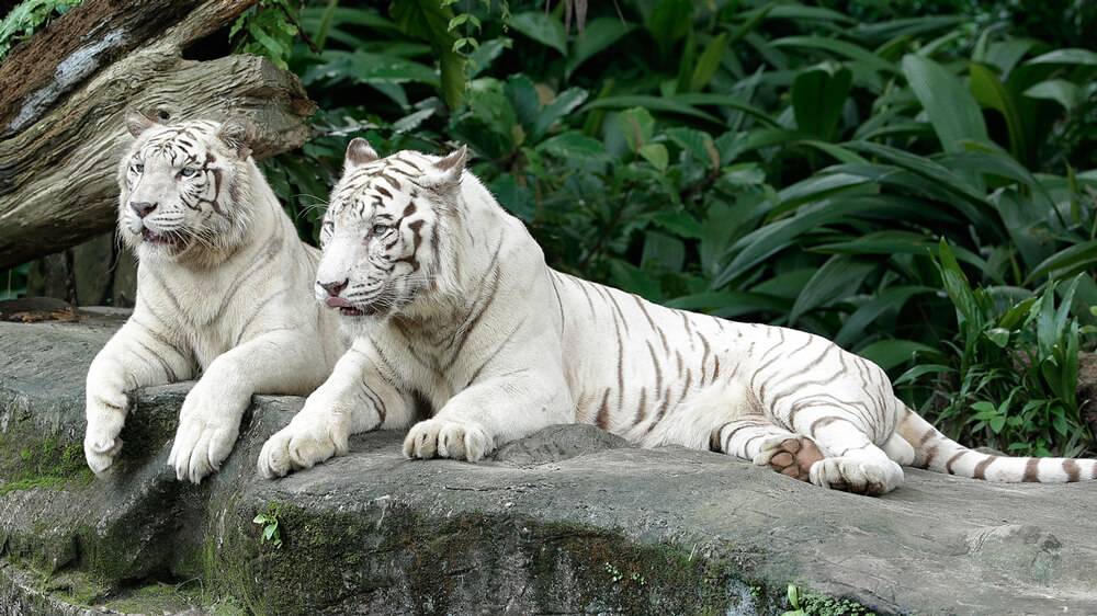 Two white tigers