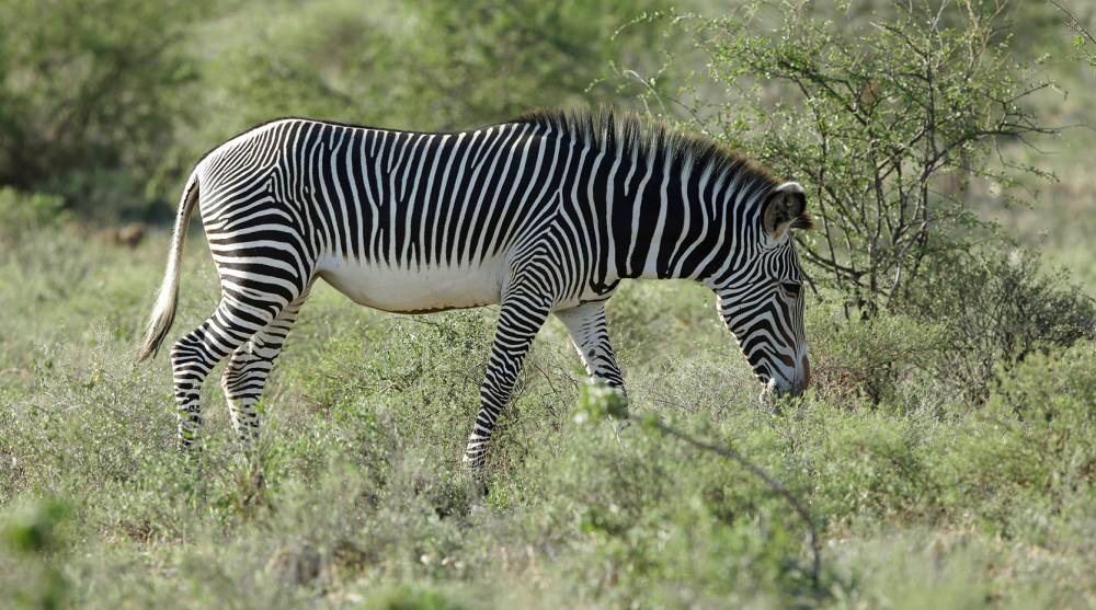 Role in the ecosystem