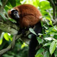 Red-ruffed lemur