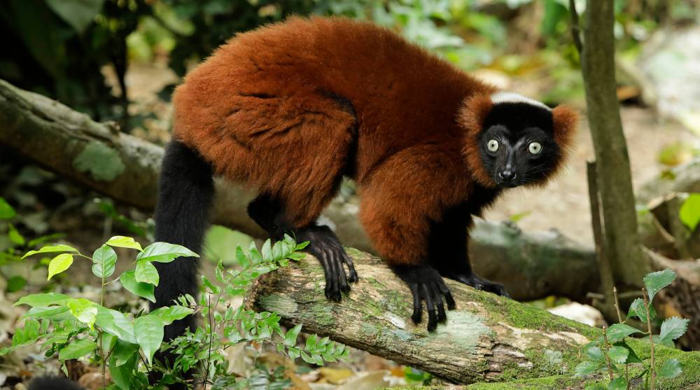 Threatened by human activities