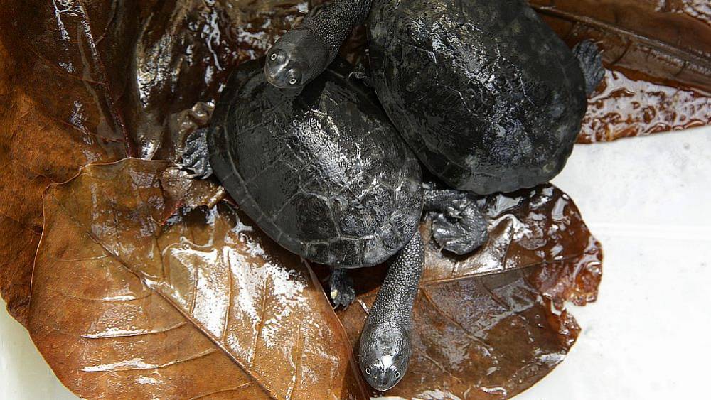 Breeding Breakthrough