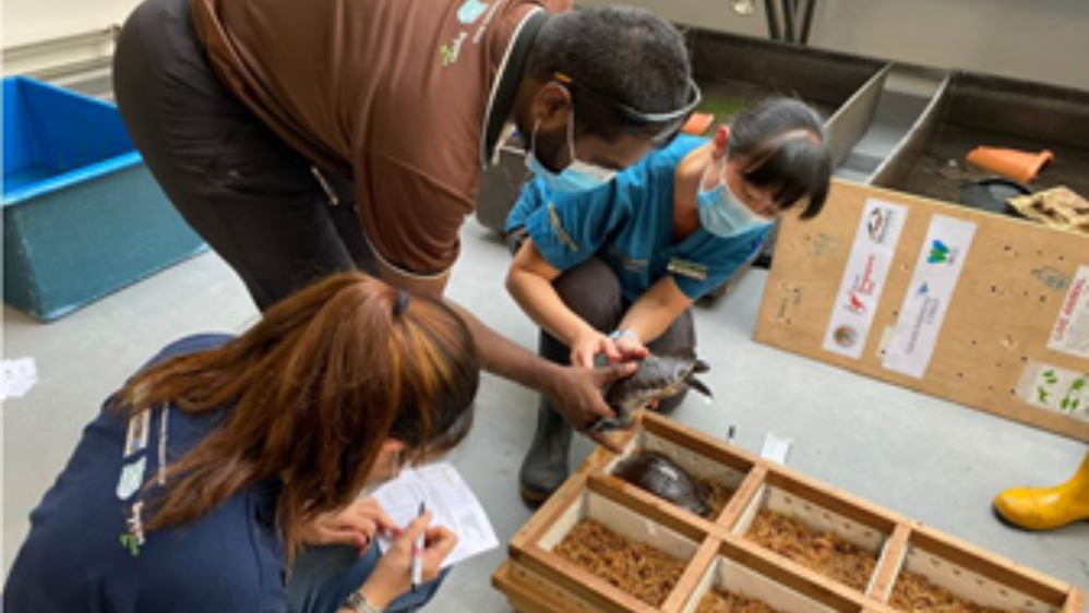 Repatriating A Species