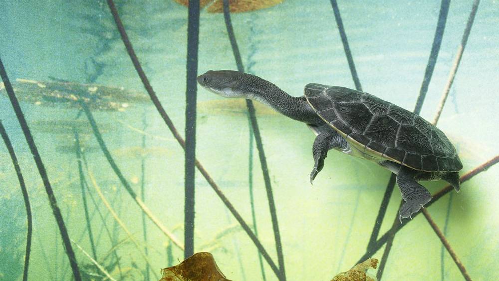 rote snake-necked stretching its long neck under water