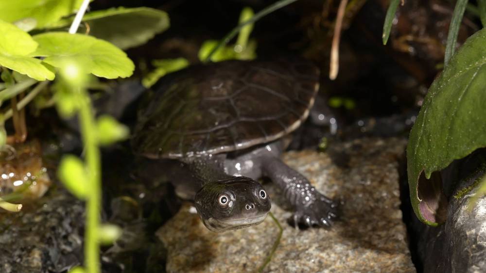rote snake-necked hide in the undergrowth