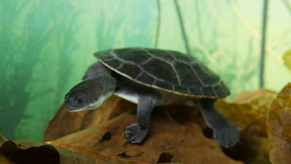 rote snake-necked on the leaves under water