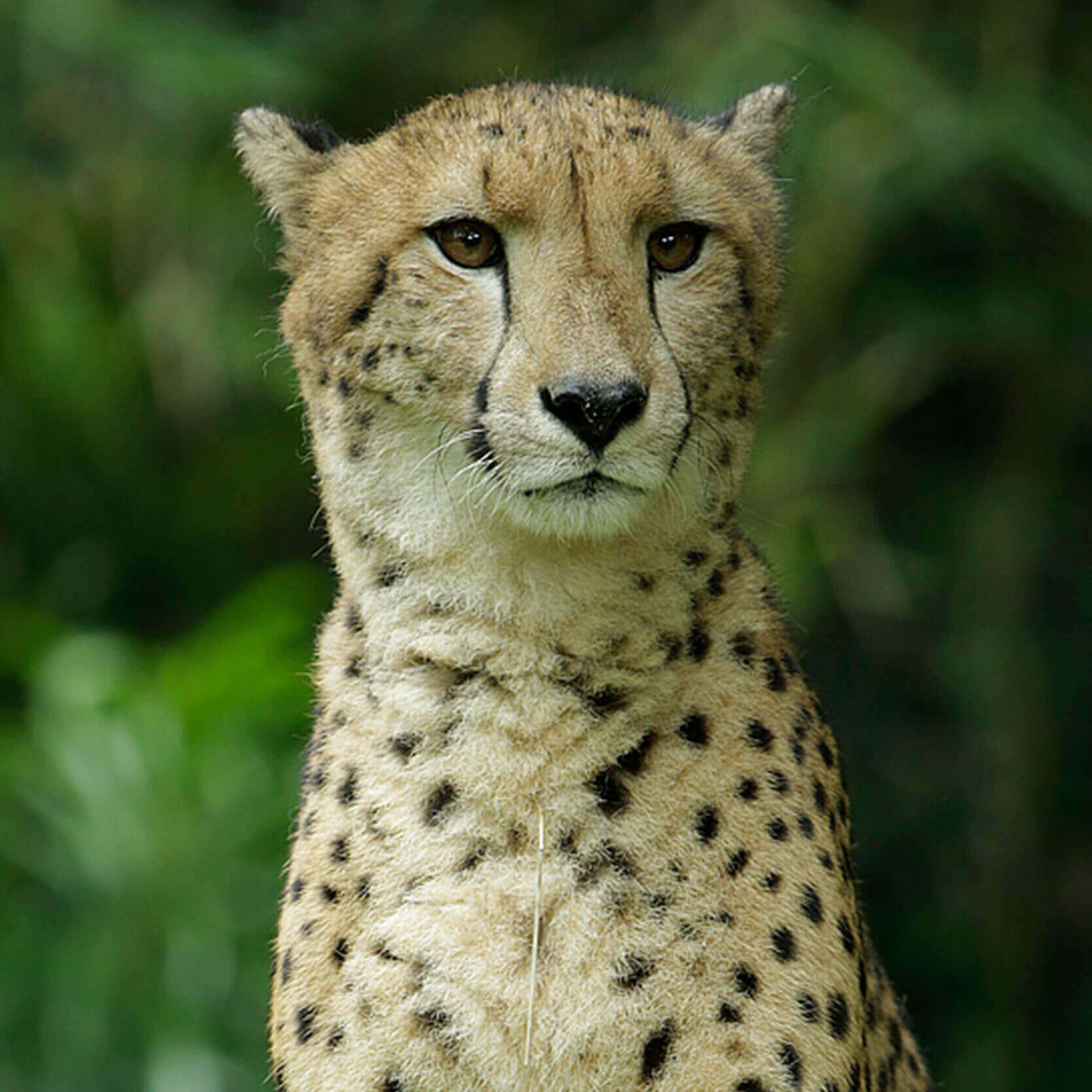 Cheetah