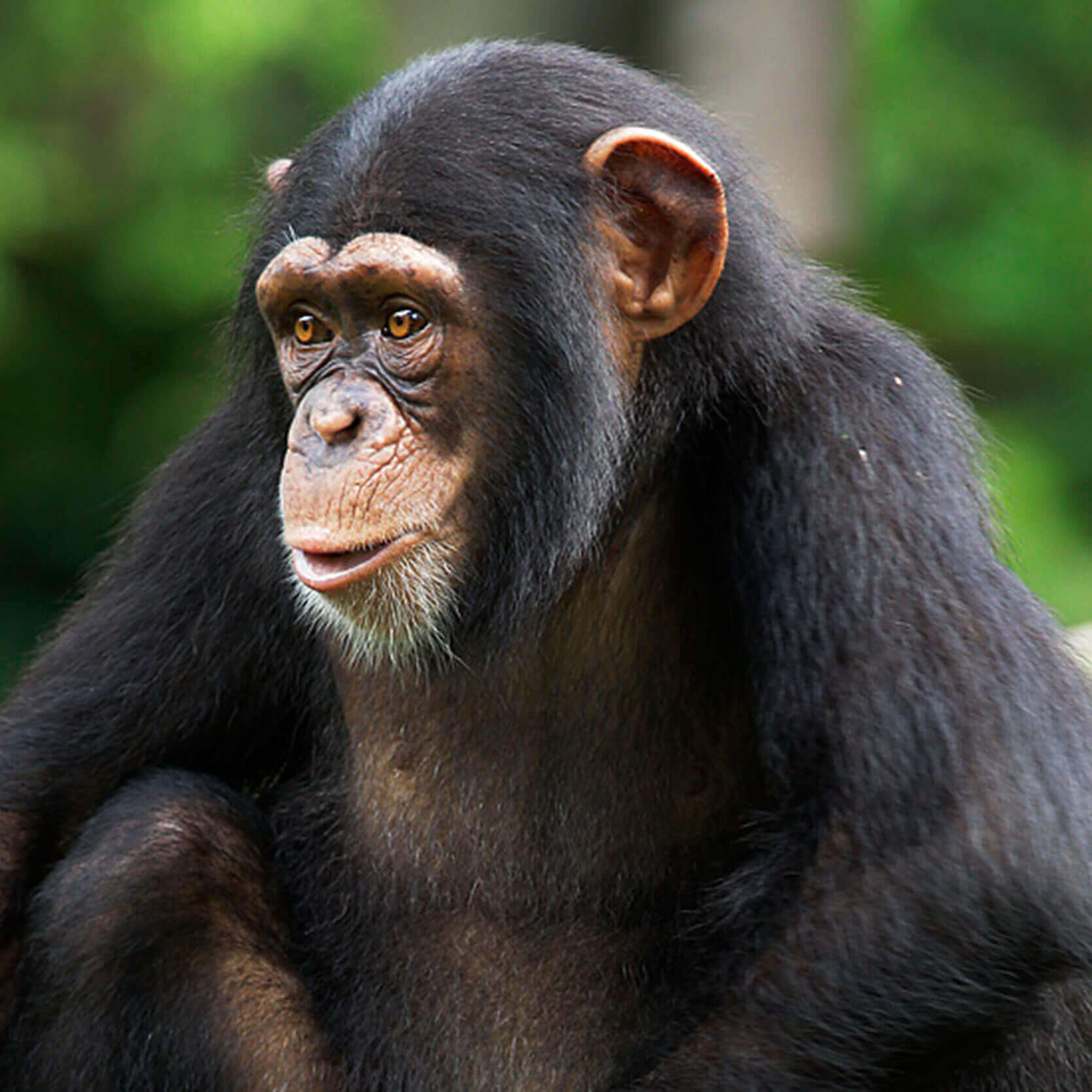 Chimpanzee