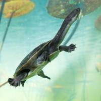 Rote Island Snake-necked Turtle