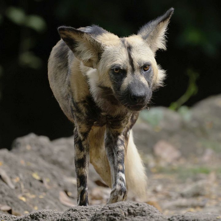 African painted dog