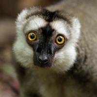 Brown lemur