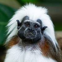 Cotton-top tamarins