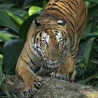 Malayan tiger