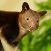 Tree Kangaroo