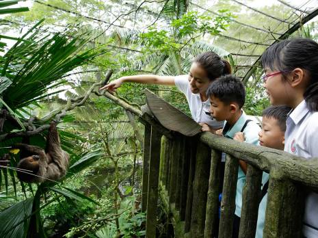 kids looking at sloth in trees