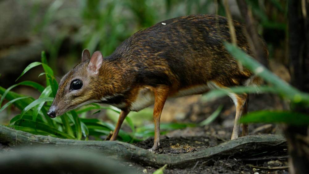 Mousedeer