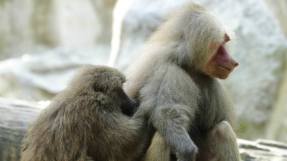 The importance of grooming