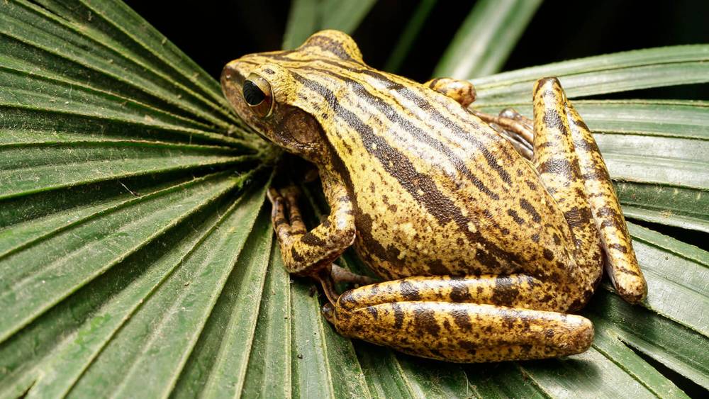 Four-lined tree frog