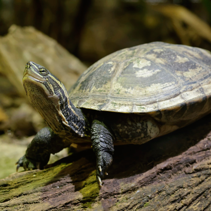 Annam Leaf Turtle