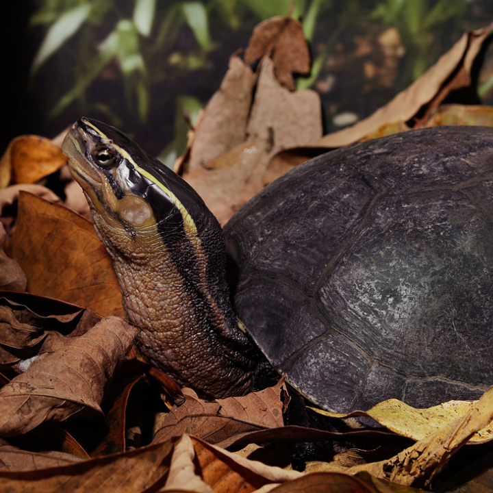Asian Box Turtle