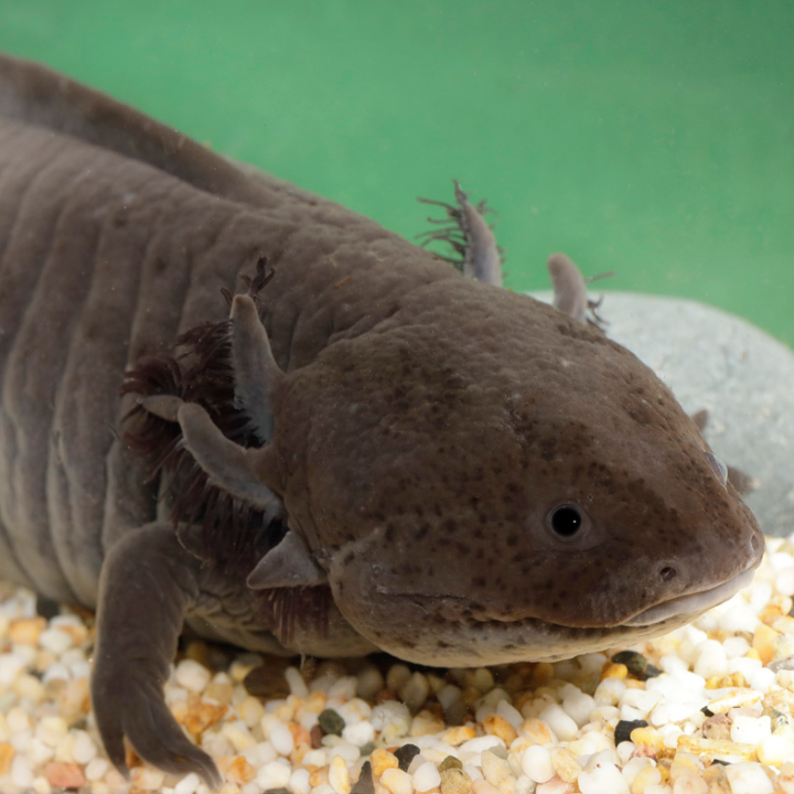 Axolotl