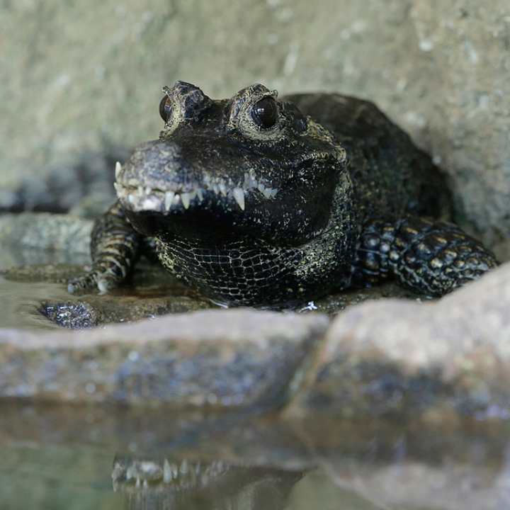 African Dwarf Crocodile
