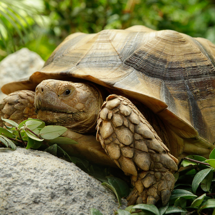 African Spurred Tortoise