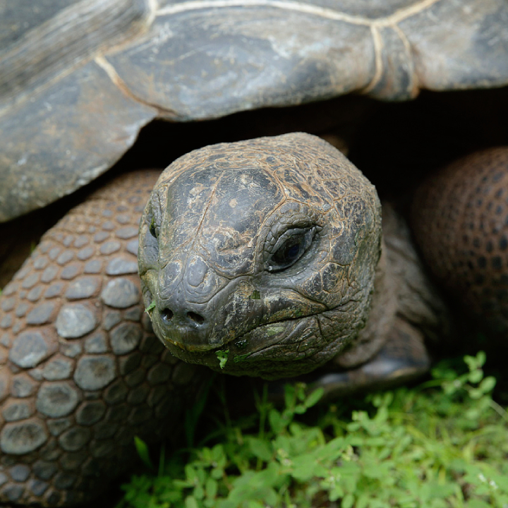 Aldabra Giant Tortoise