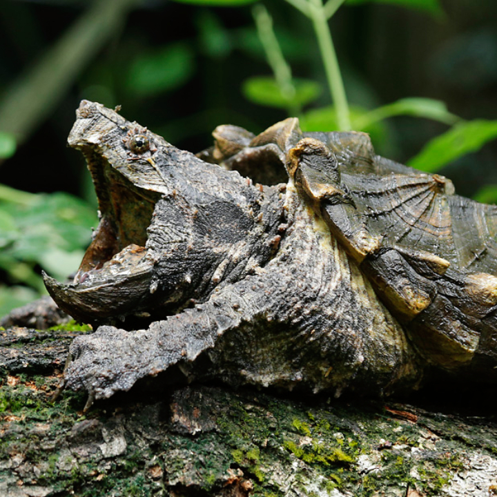 Alligator Snapping Turtle