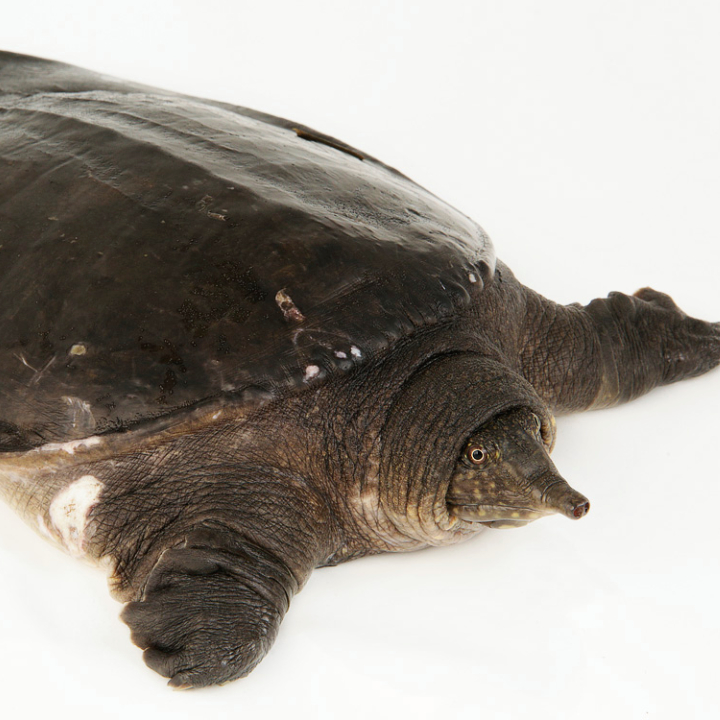Asian Giant Softshell Turtle