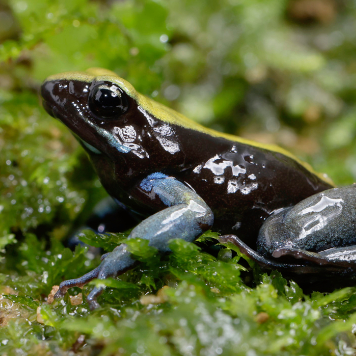 Blue-Legged Mantella