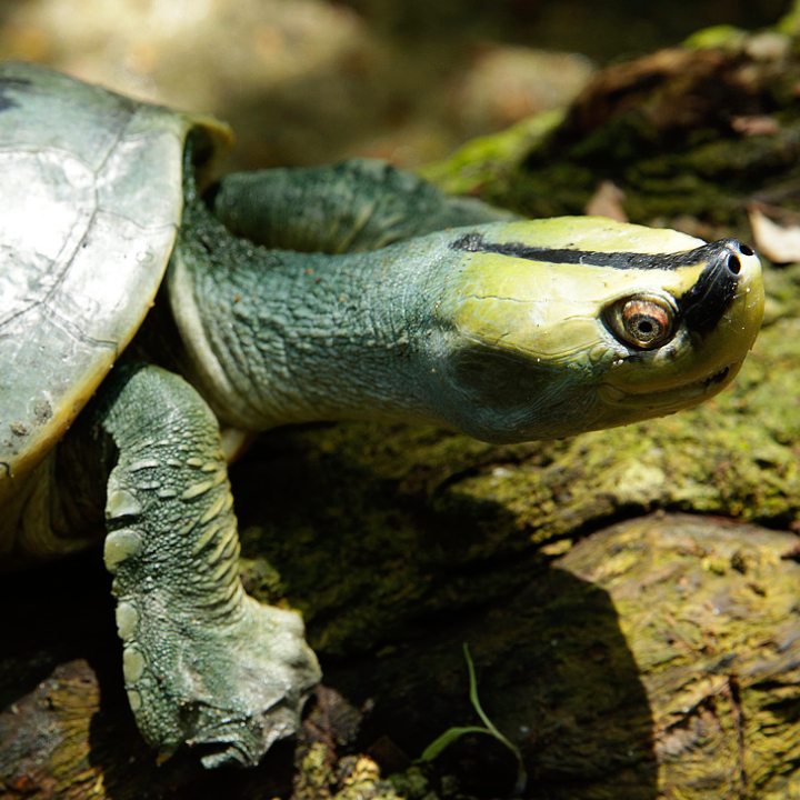 Burmese Roofed Turtle