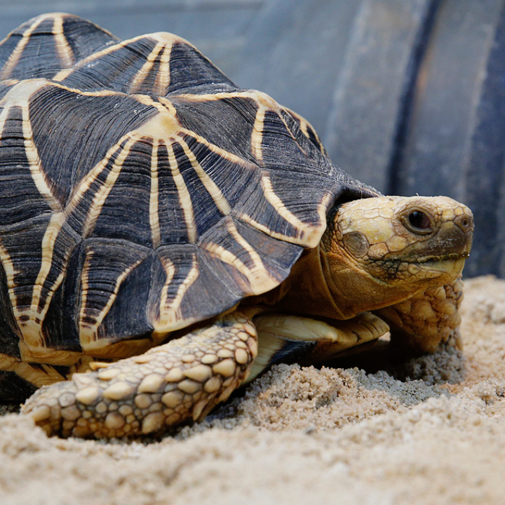 Burmese star tortoise