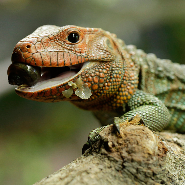 Caiman Lizard