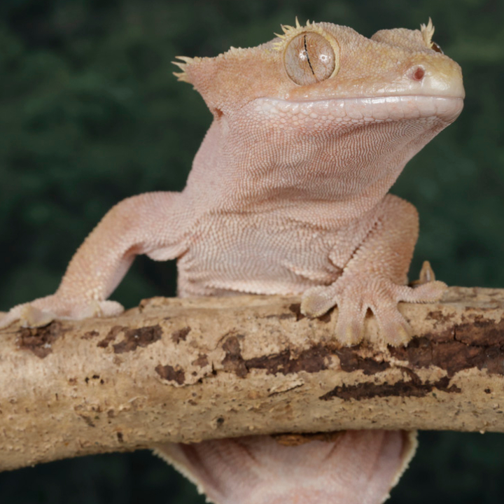 Crested Gecko