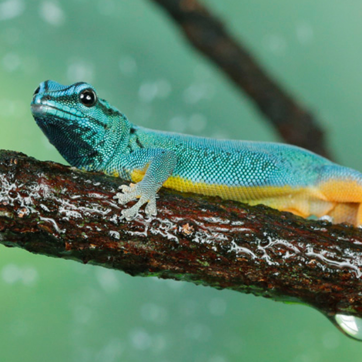 Electric Blue Gecko