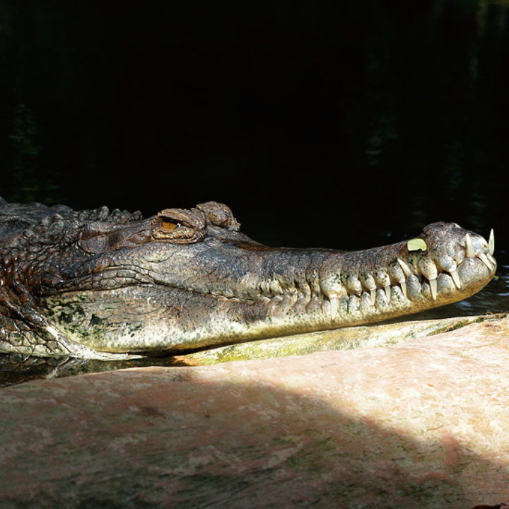 False gharial