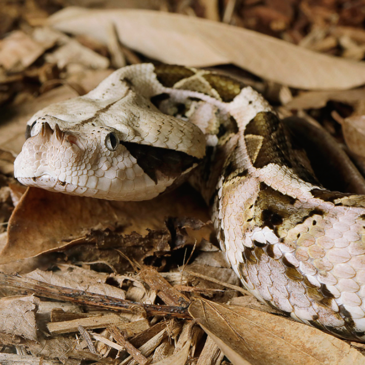 Gaboon Viper