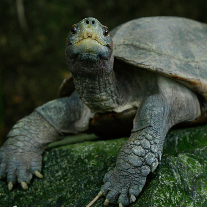 Giant Asian Pond Turtle