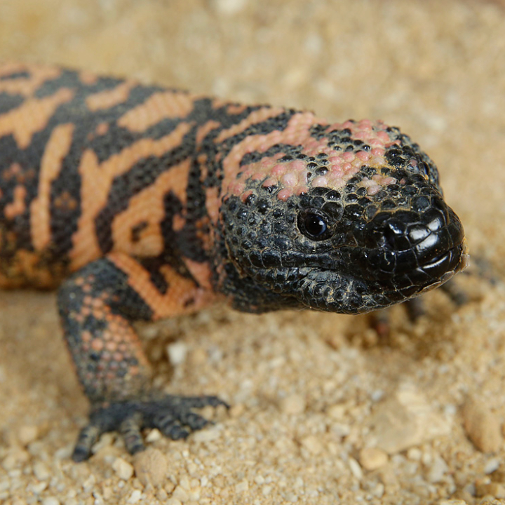 Gila Monster