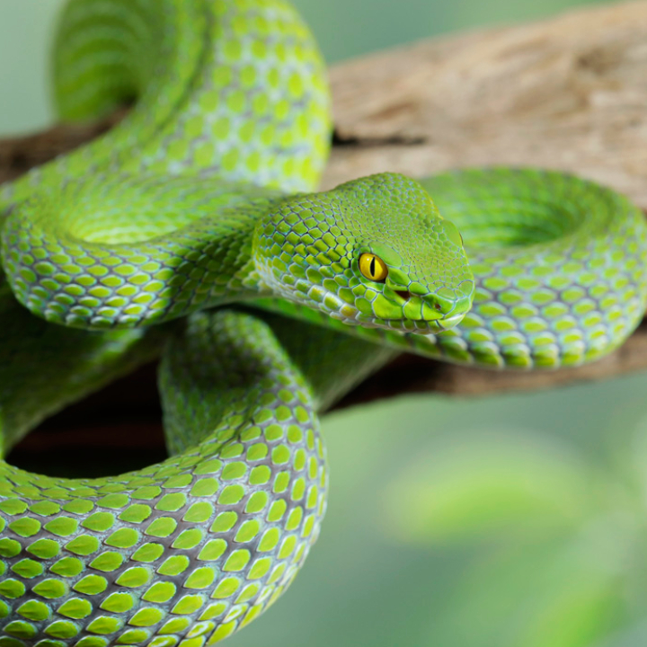 Green Pit Viper